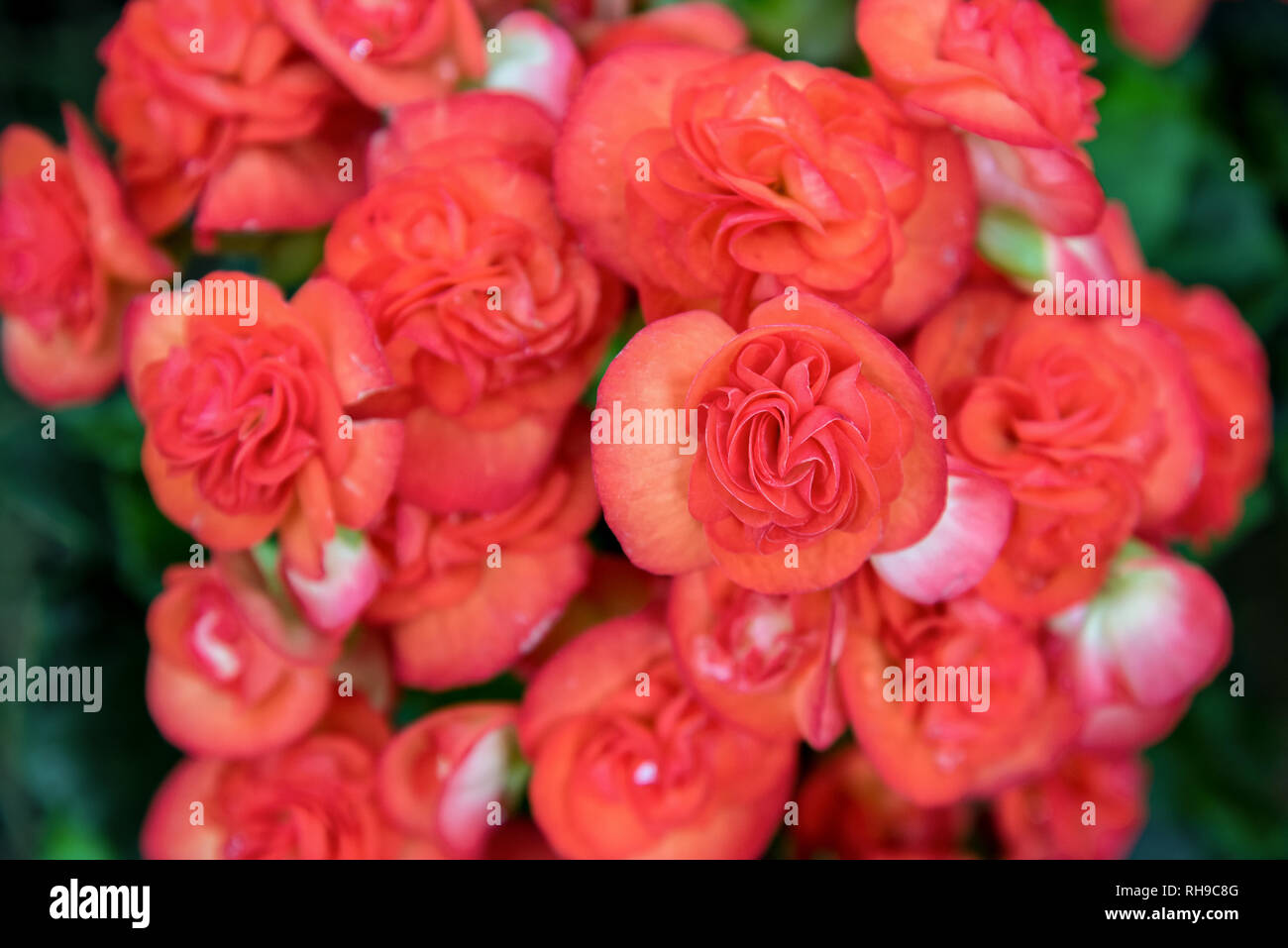 Close-up bellissimo gruppo rosso Begonia fiore Foto Stock