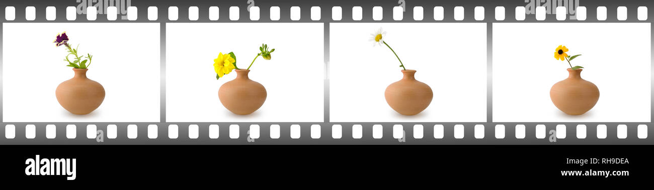 Fioritura fiori isolati su sfondo bianco nel telaio sotto forma di pellicola. Foto Stock