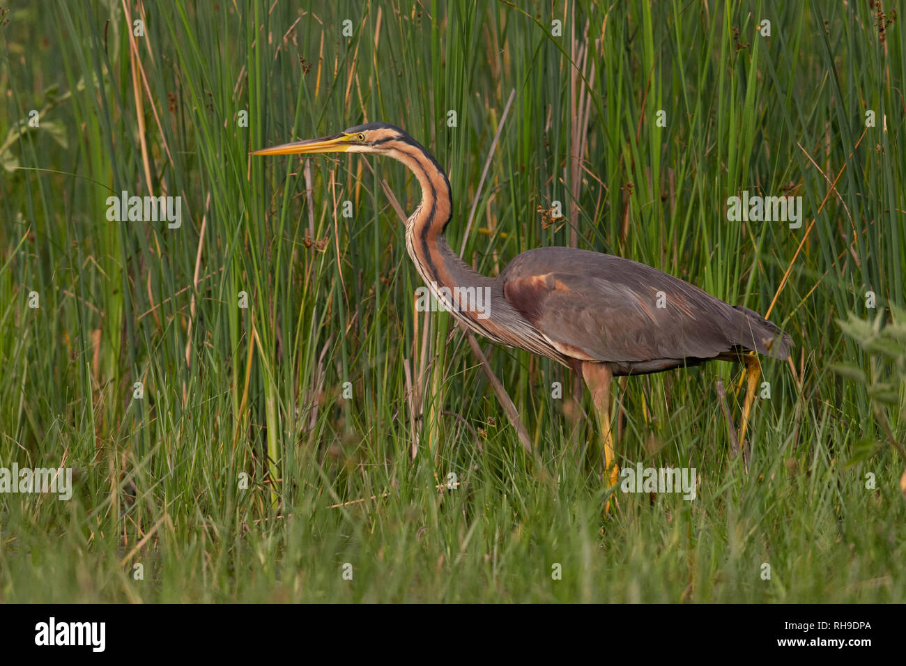 Airone rosso Ardea purpurea Foto Stock