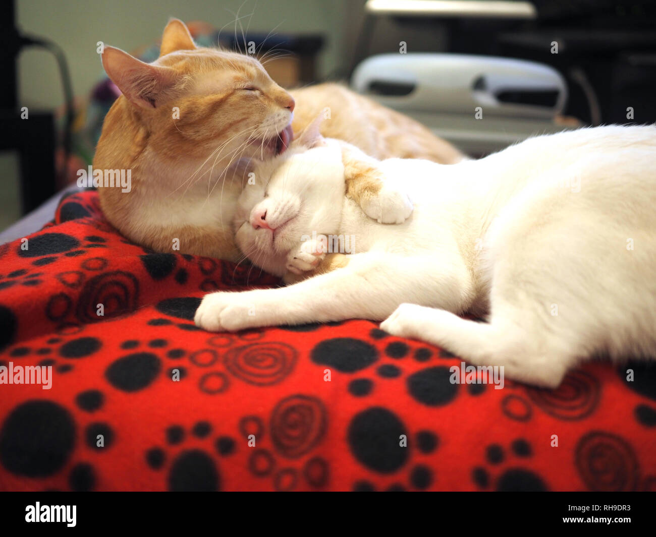 Snuggling gatti e leccare ogni altro sulla coperta Foto Stock