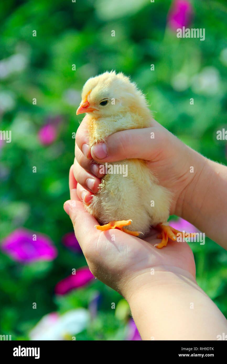 Pollo giallo in bambini con le mani in mano. Nuova vita. Piccolo uccello. Poco il pollo sul pollame di fattoria. Baby Chicken in azienda avicola. giovani pollo su mano umana Foto Stock