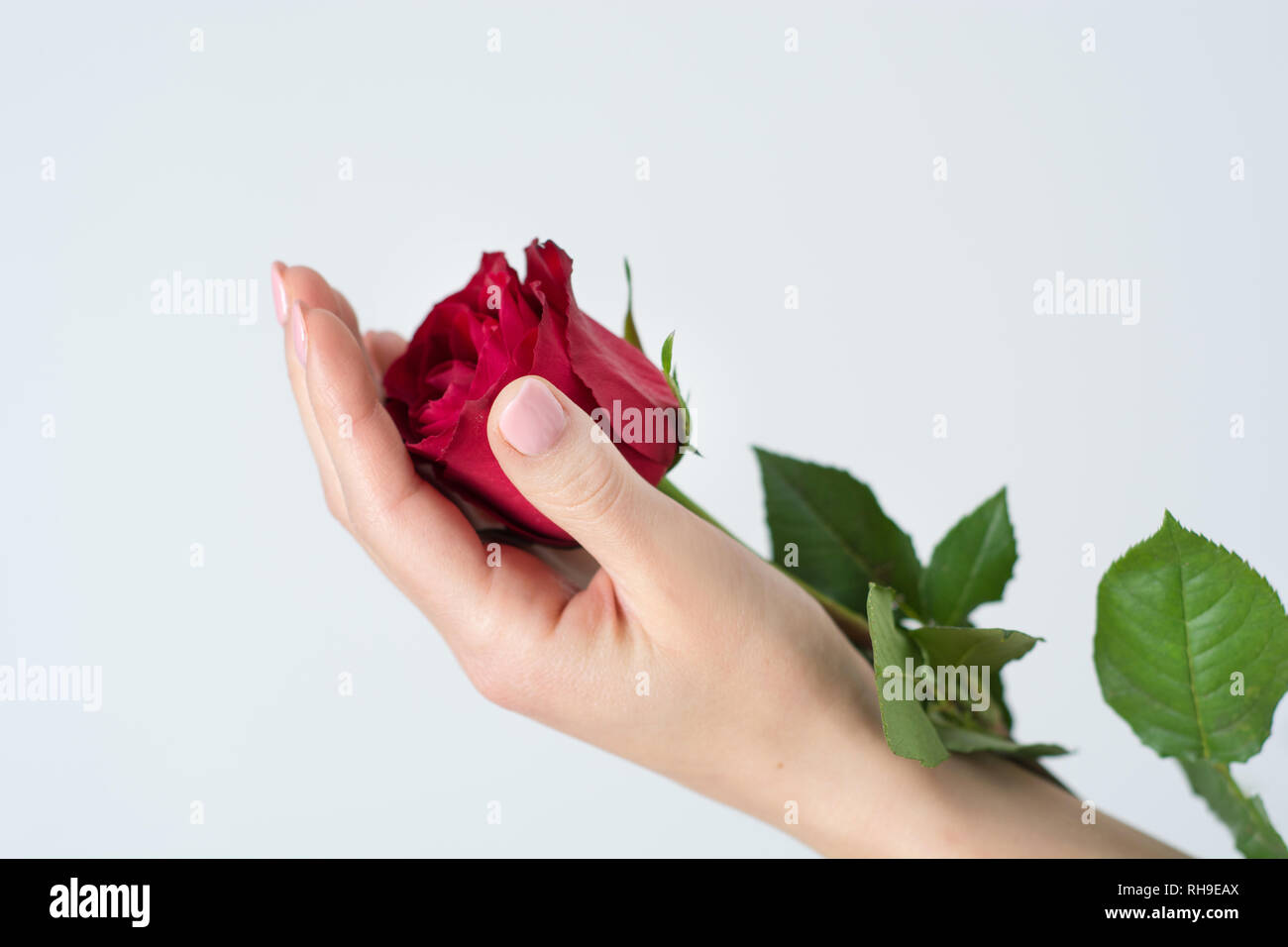 Ragazza delicatamente mani Red Rose fiore isolato su sfondo bianco in studio. Amore romantico e il giorno di San Valentino concetto dello sfondo. Close up Foto Stock