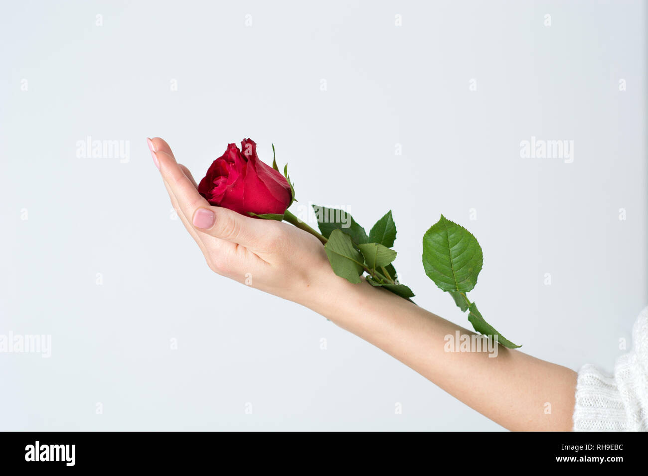 Donna delicatamente la mano che regge il Red Rose fiore isolato su sfondo bianco. Amore romantico e il giorno di San Valentino il concetto di sfondo. Close up, il fuoco selettivo Foto Stock
