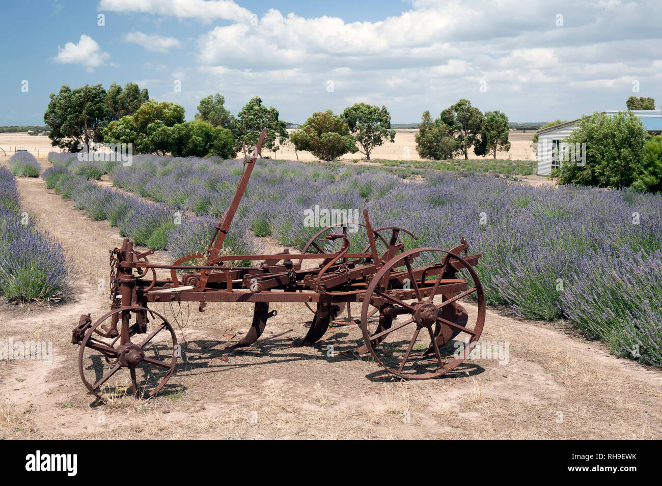 Un vecchio arrugginito aratro seduta tra la lavanda, Emu Bay, Kangaroo Island, South Australia, Australia Foto Stock