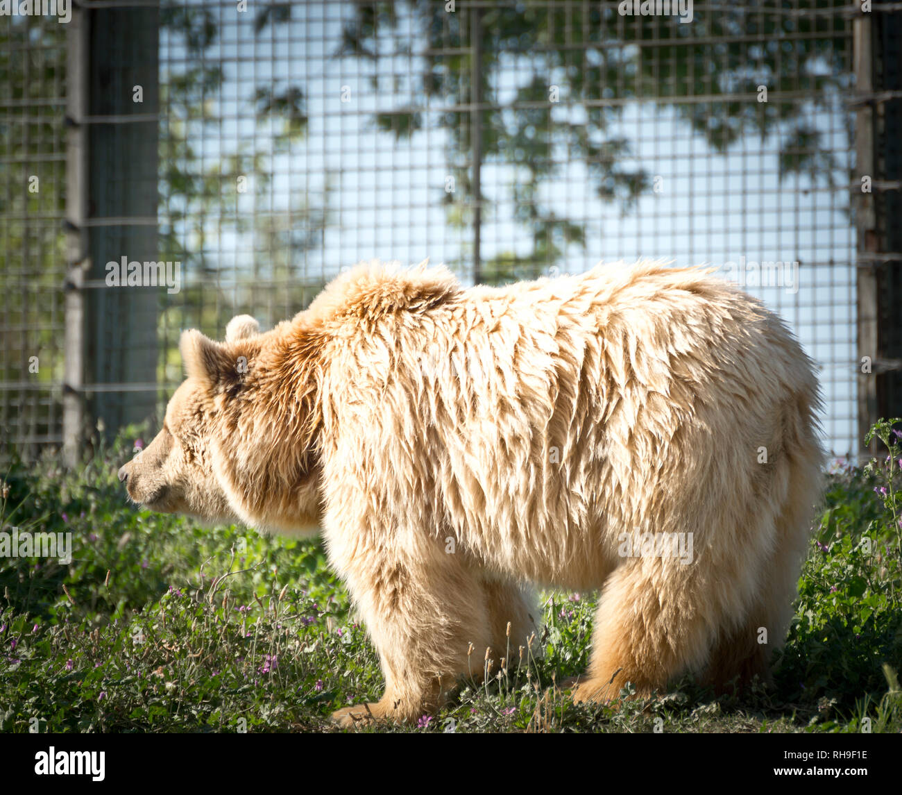 Grizzle Bear. Foto Stock