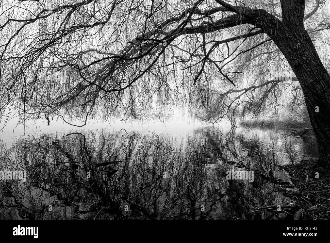 Un terribilmente freddo inverno mattina a Colwick Park di NOTTINGHAM, NOTTINGHAMSHIRE REGNO UNITO Inghilterra Foto Stock