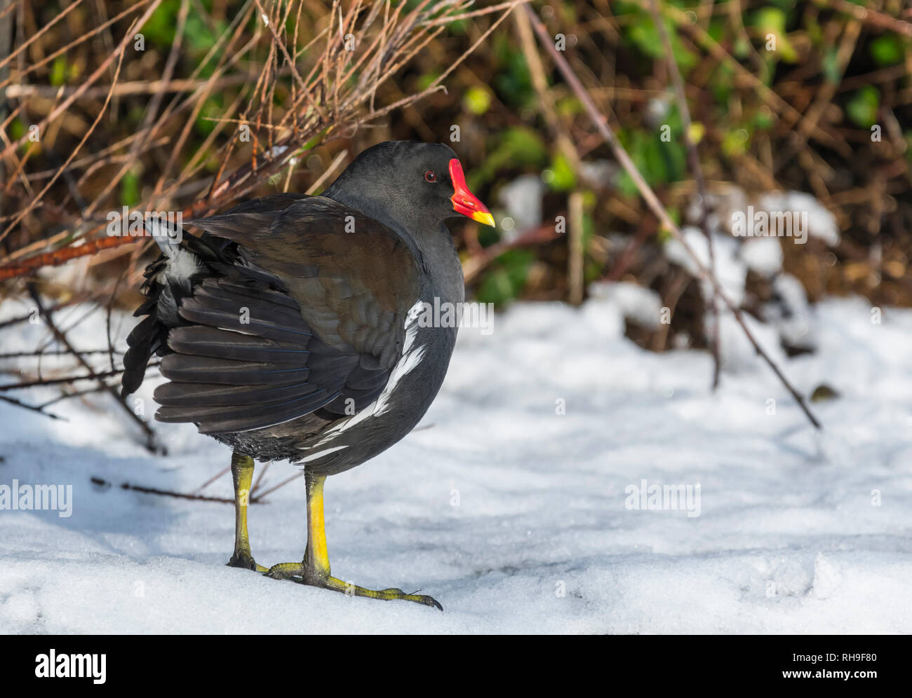 Moorhen adulto (Gallinula chloropus) in piedi sulla neve in inverno nel Sussex occidentale, Regno Unito. Foto Stock