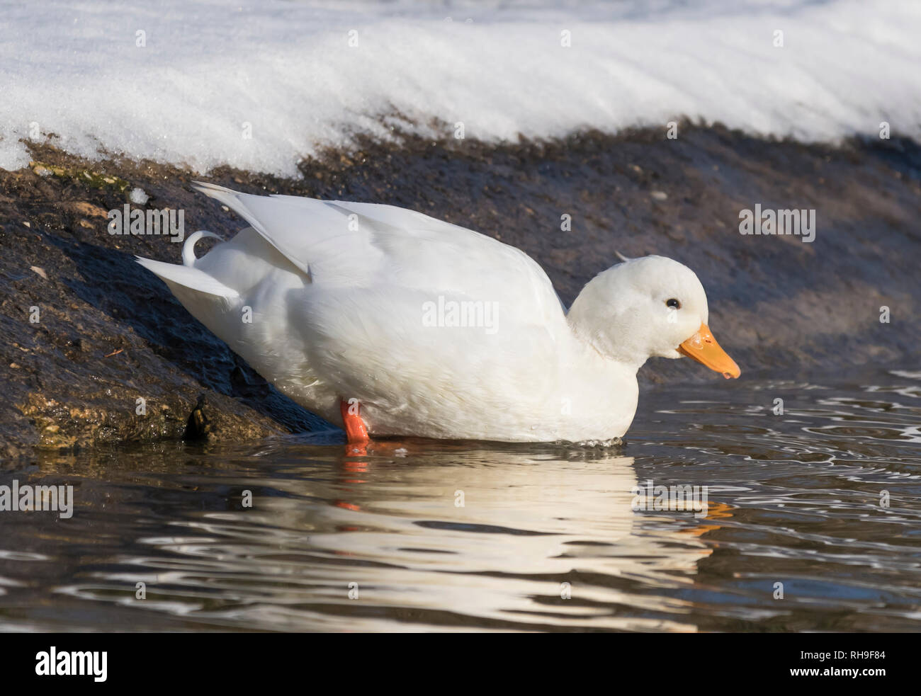Addomesticazione Drake chiamata bianco anatra (Anas platyrhynchos), Aka Coy Duck & Decoy Duck, entrando in un lago in inverno nel West Sussex, Regno Unito. Foto Stock
