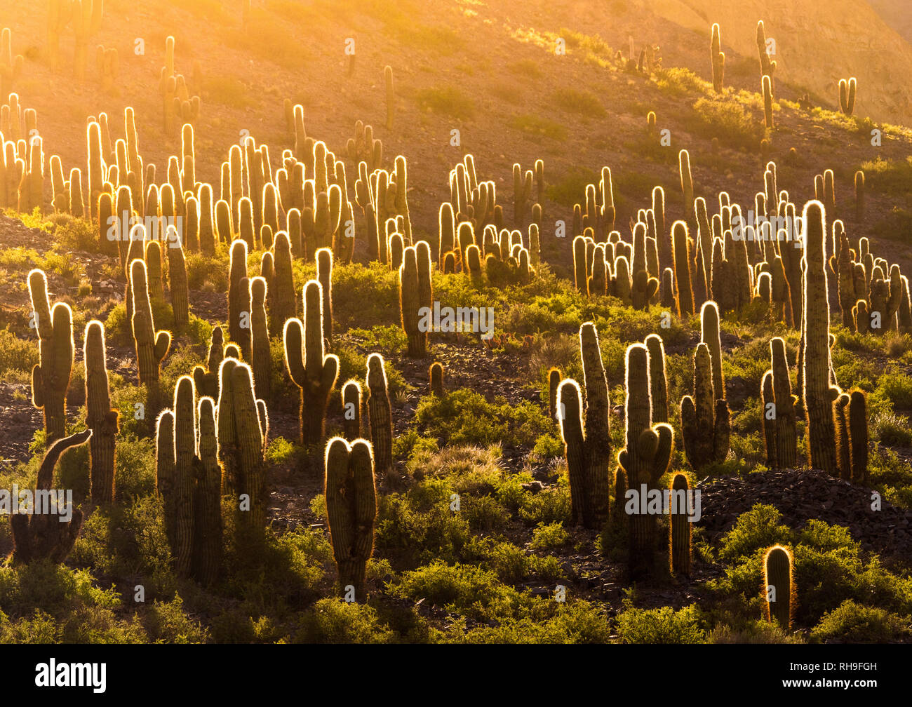 Cactus in bella retroilluminazione, nel selvaggio paese delle meraviglie della Quebrada de Humahuaca in nothwestern Argentina Foto Stock
