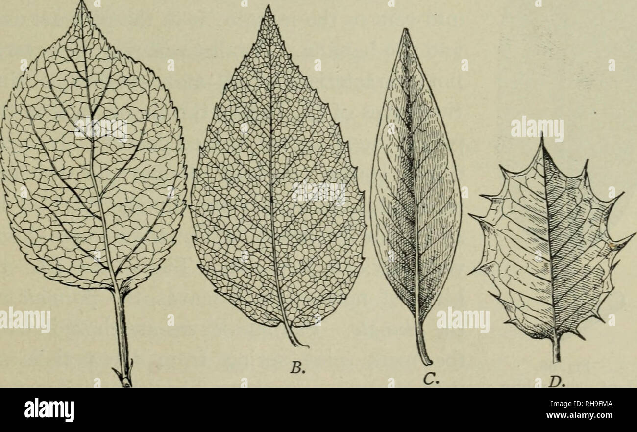 . La botanica per le scuole superiori. La botanica. Fig. 64. Foglia di com, che mostra la lama, una guaina e ligula.. C. D, A. Fig. 65. A. Leaf di Apple, con persistente stipules a base di piccioli, a pinnate, reticolare, venato, foglie dentellate di bordo. B. Foglia di faggio, pinnate, reticolano venatura, edge dentellatura. C. foglia di alloro, il bordo liscio. D. Foglia di agrifoglio spinoso di bordo. Altri sono più piccole e meno visibili. Entro le vene sono i fasci vascolari, che sono continue attraverso i piccioli a. Si prega di notare che queste immagini vengono estratte dalla pagina sottoposta a scansione di immagini che possono essere state migliorate digitalmente per readab Foto Stock