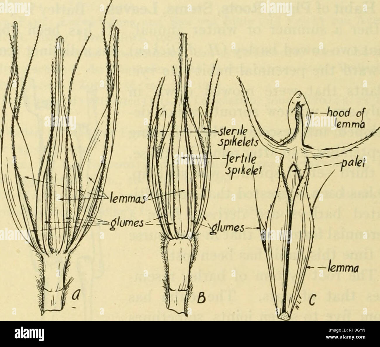 . La botanica di piante di raccolto; un testo e il libro di riferimento. La botanica, economico. 136 Botanica di piante di raccolto tipi. Il rachide è fortemente compresso. In corrispondenza di ciascun punto sul rachide dove il spikelets stand, vi è una netta definita cuscino orizzontale (Fig. 48). Questo dis- tinguishes il rachide di orzo da quella di frumento e di segala. Inoltre, il singolo giunti del rachide di orzo sono diritte mentre nel frumento e segale sono piegati. -Il lemma Fig. 49.-A, tripletta di spikelets di sei-remato orzo (Hordeum vulgare hexastichon); nota che ci sono tre spikelets fertile presso il rachide giunto; B, tripletto o Foto Stock