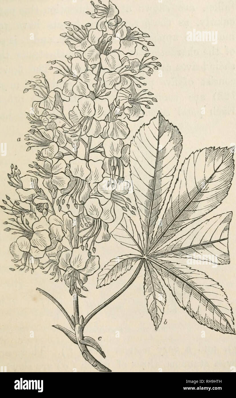 . La botanica per signore; o, un popolare introduzione al sistema naturale di piante, secondo la classificazione di de Candolle. Impianti -- classificazione. Il CHAP. I.] HIPPOCASTANE.E. 323 panided racemi (vedere a in maschera. 127) ; e le foglie (b) sono composto, costituito da cinque o. Fig. 127.-Flowkrs ok l'ippocastano. Y 2. Si prega di notare che queste immagini vengono estratte dalla pagina sottoposta a scansione di immagini che possono essere state migliorate digitalmente per la leggibilità - Colorazione e aspetto di queste illustrazioni potrebbero non perfettamente assomigliano al lavoro originale. Loudon, la sig.ra (Jane), 1807-1858. Londra, J. Murray Foto Stock