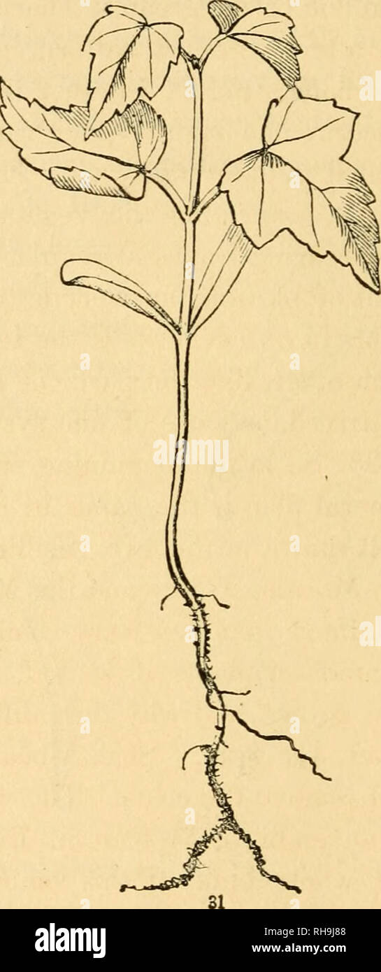 . La botanica per giovani e scuole comuni. In che modo le piante crescono, una semplice introduzione alla botanica strutturale. Con una flora popolare, o una disposizione ed una descrizione delle piante comuni, sia selvatici e coltivati. La botanica. :Tutti La prima rende la veg- materia vegetale enouirh per formare una terza coppia di foglie e sollevarli su un terzo giunto di stelo (come in Fig. Â 31) ; e così si va avanti passo per passo. Questo nour- ishment in l'embrione del seme Red-Maple era un paio di settimane prima del tronco dell'albero madre, come un dolce sap, che è, come 3Iaple-zucchero. 37. Variazioni del piano di crescita. In ioMorning-Glory Foto Stock