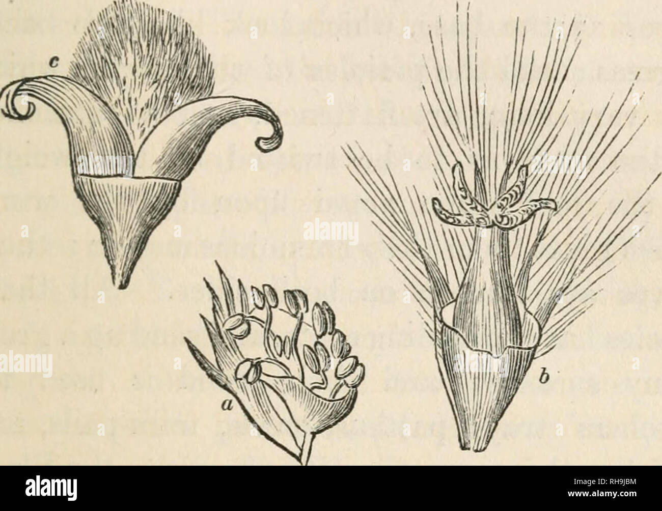 . La botanica per signore; o, un popolare introduzione al sistema naturale di piante, secondo la classificazione di de Candolle. Impianti -- classificazione. Il CHAP. XI,] SALICACE^. 185 e dai fiori maschili non avendo mai meno di otto stami. La foglia gemme sono anche coperti con numerose scale. Fig. 82, a, mostra la. Fig. 82-Tremore o Pioppo Aspkn (Popuhts tremula). stami del tremore o Pioppo Aspen {Popidus tremula) avvolte nel loro calice-come il calice, e con la loro laciniated bract; h mostra il fiore femmina con i suoi quattro gli stimmi e profondamente-cut bract; e c il pod con le sue valvole c Foto Stock