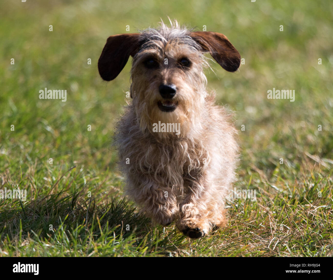 wire haired dachshund