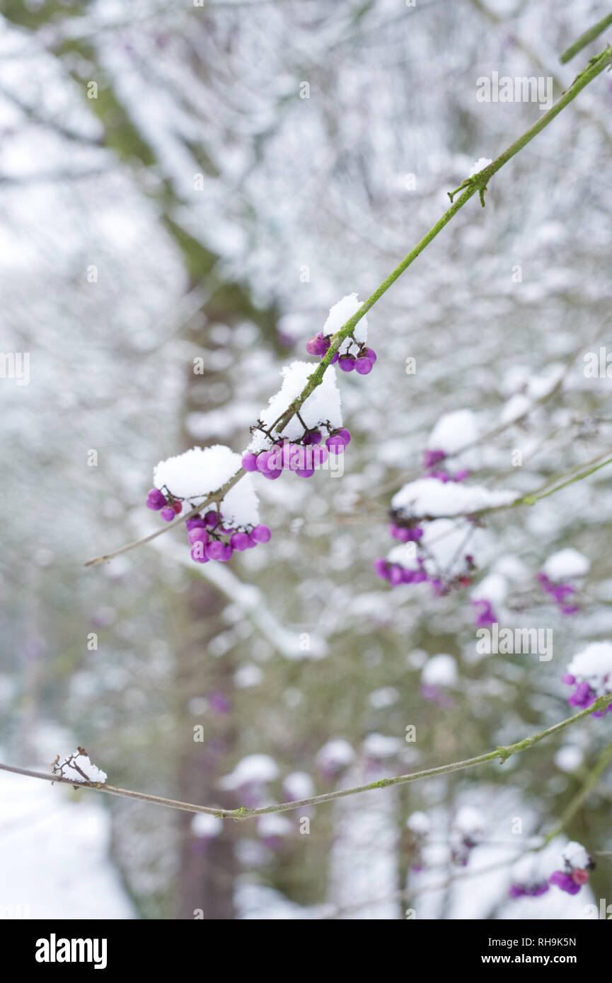 Callicarpa bodinieri acini d'inverno. Foto Stock