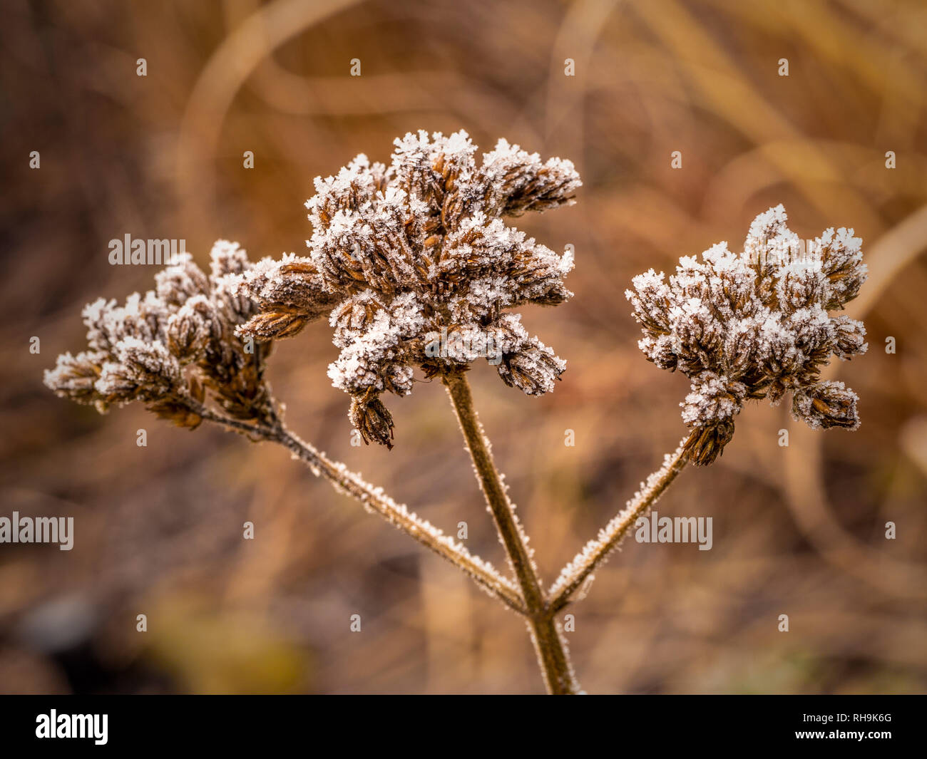 Verbena bonariensis teste di semina dopo un gelo pesante. Foto Stock