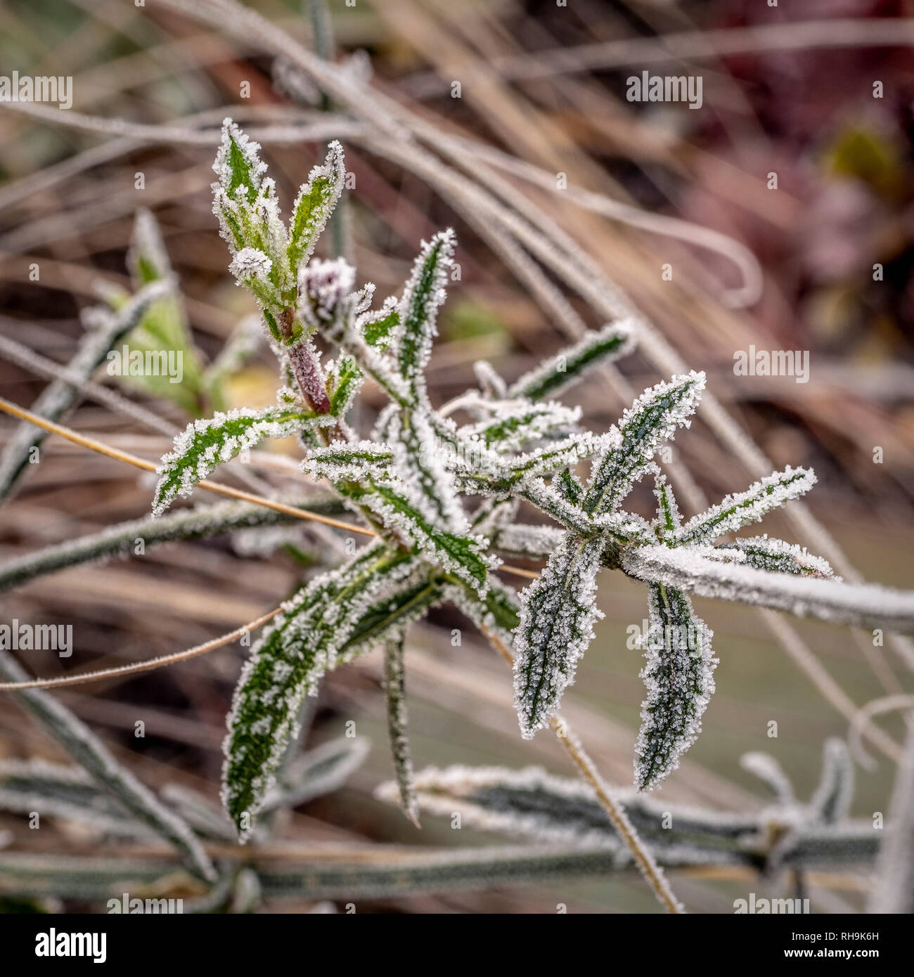 Verbena bonariensis dopo un pesante di gelo. Foto Stock