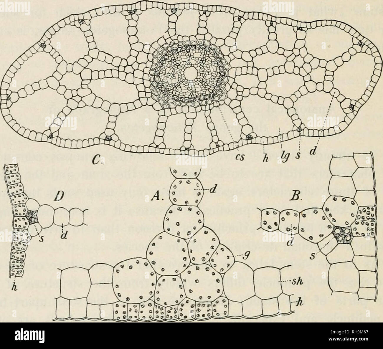 . Botanisk tidsskrift. Piante; piante -- la Danimarca. - 256 - dal fatto che gli steli di quelli precedenti sono esposti ad essere rotto da pressioni laterali ad esempio dal vento, e pertanto è più fortunati che i fasci vascolari accompagnato da liberiane sono disposti in corrispondenza della perifer dello stelo da cui la resistenza contro la pressione laterale cresce il più grande. Le piante acquatiche, al contrario, sono particolarmente esposti a un tiro di lunghezza causato da. Fig. 1. Piccole porzioni delle sezioni trasversali dello stelo di: un, p. lucens: B, P. nutans. - C E D, P. mucronatus (non P. pusillus un Foto Stock