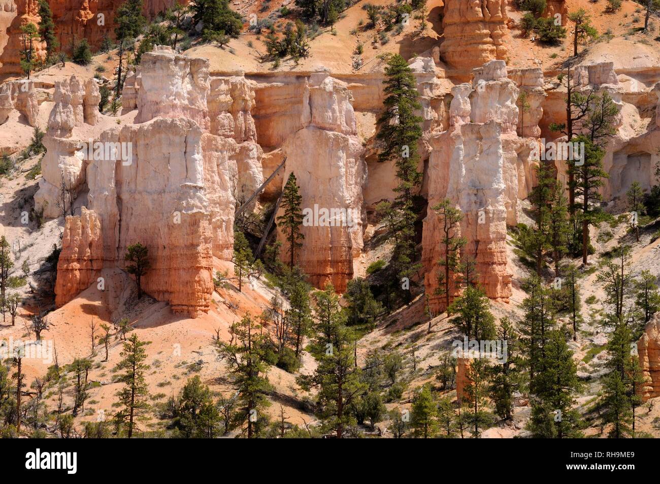 I pini e le torri di roccia di arenaria erosa, Parco Nazionale di Bryce Canyon, Utah, Stati Uniti Foto Stock