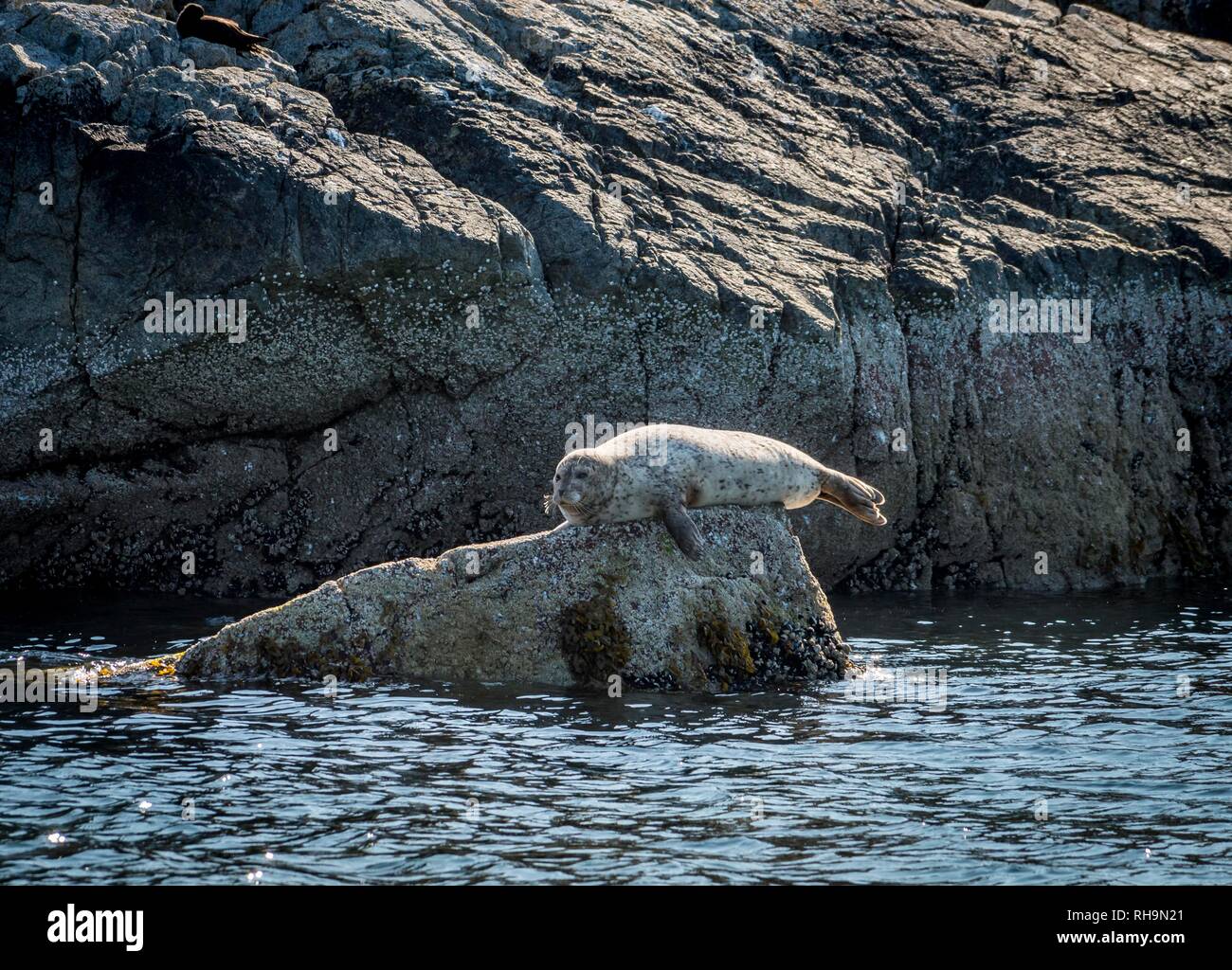 Guarnizione di tenuta del porto (Phoca vitulina) giace su di una roccia dall'acqua, Pam Rock, Howe Sound, vicino a Vancouver, British Columbia, Canada Foto Stock