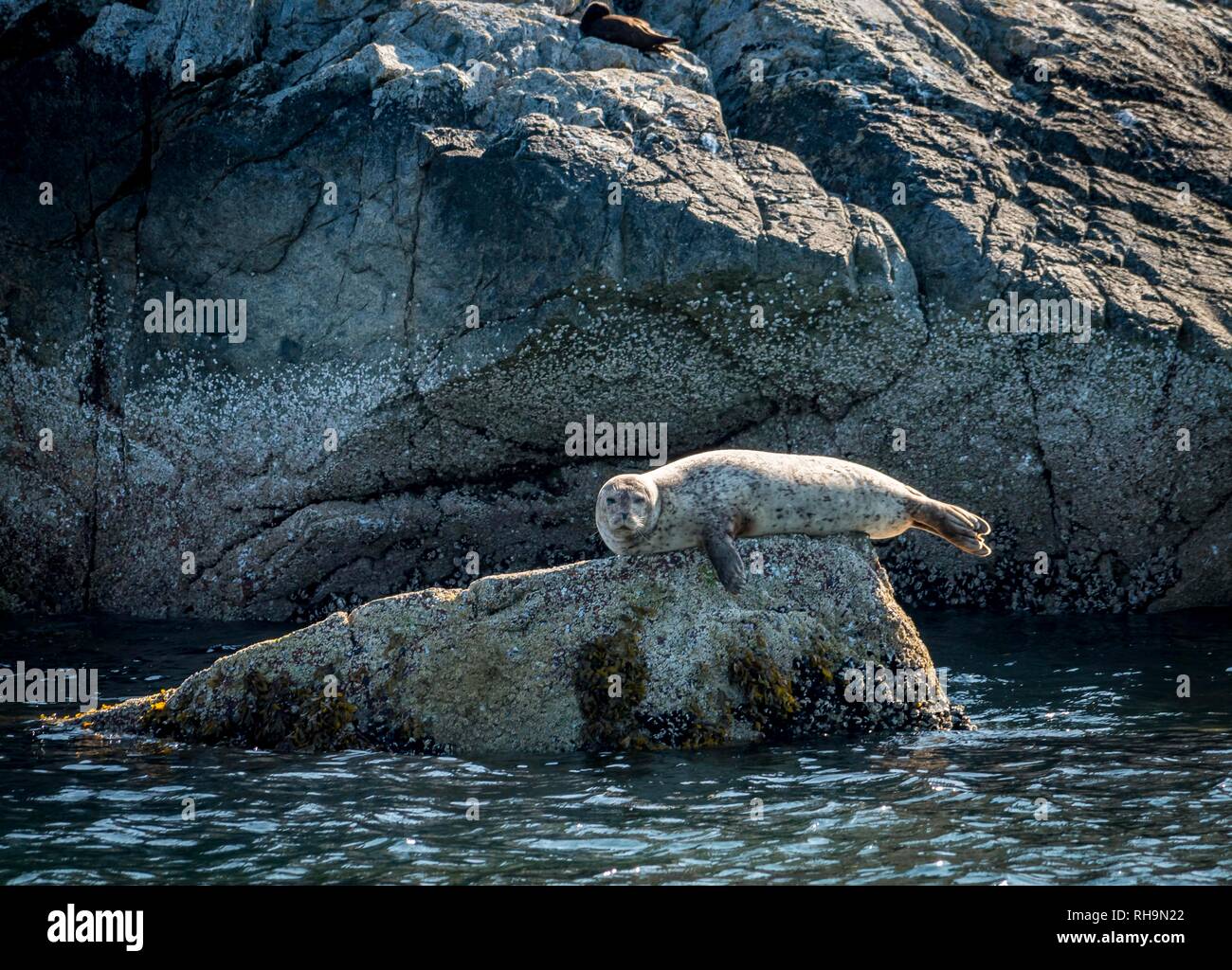 Guarnizione di tenuta del porto (Phoca vitulina) giace su di una roccia dall'acqua, Pam Rock, Howe Sound, vicino a Vancouver, British Columbia, Canada Foto Stock