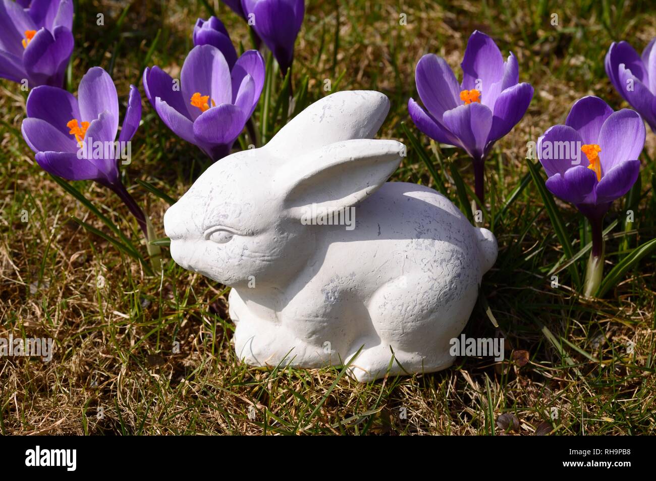 In ceramica bianca coniglietto di Pasqua e di crochi Foto Stock