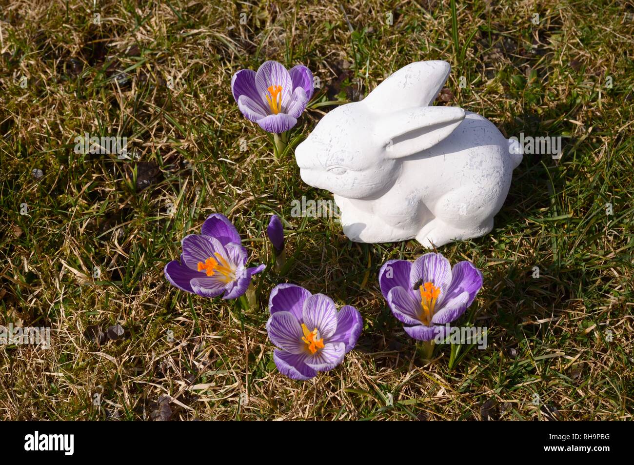 In ceramica bianca coniglietto di Pasqua e di crochi Foto Stock