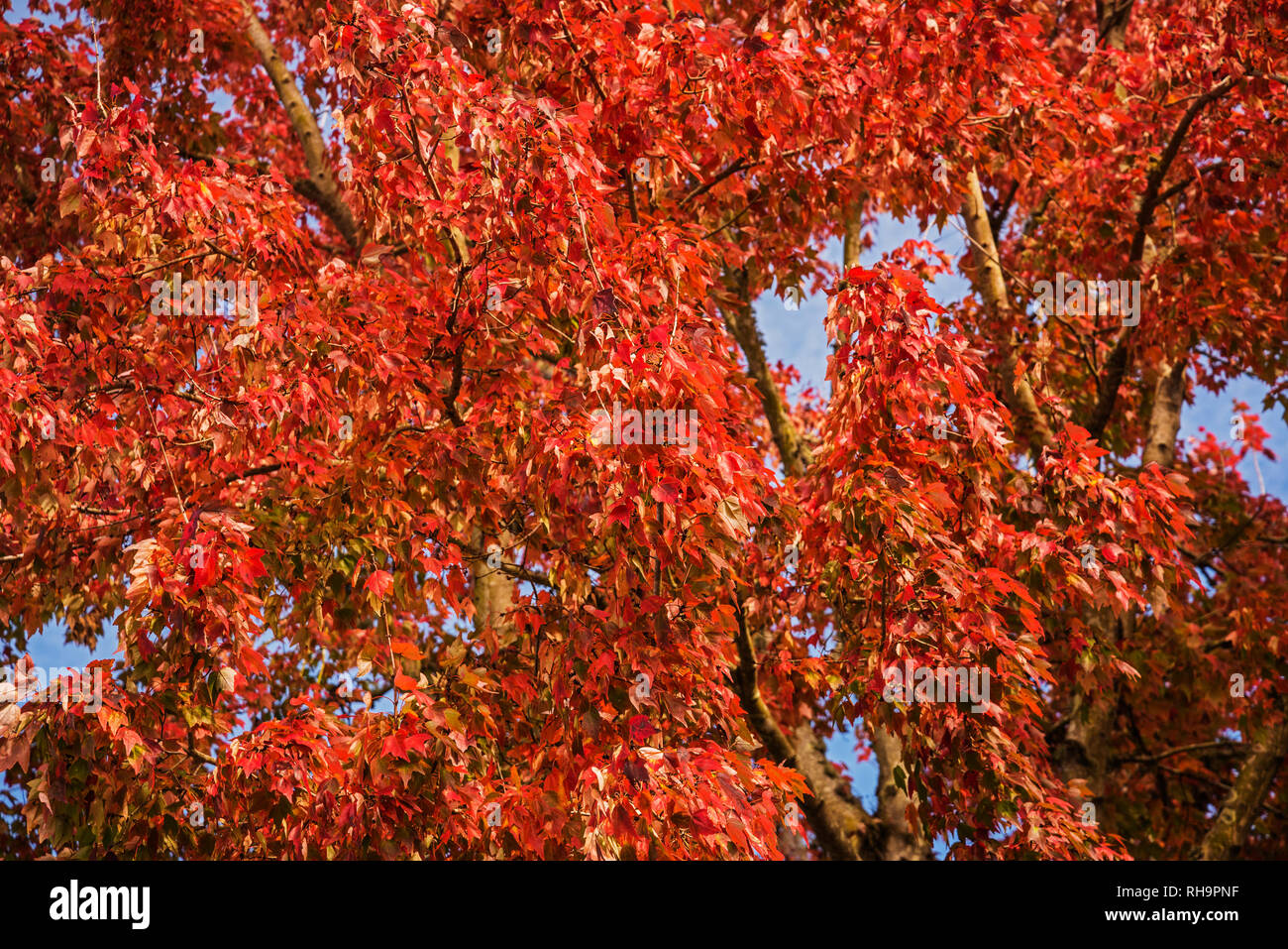 Caduta albero con foglie rosse in North Central Florida. Foto Stock