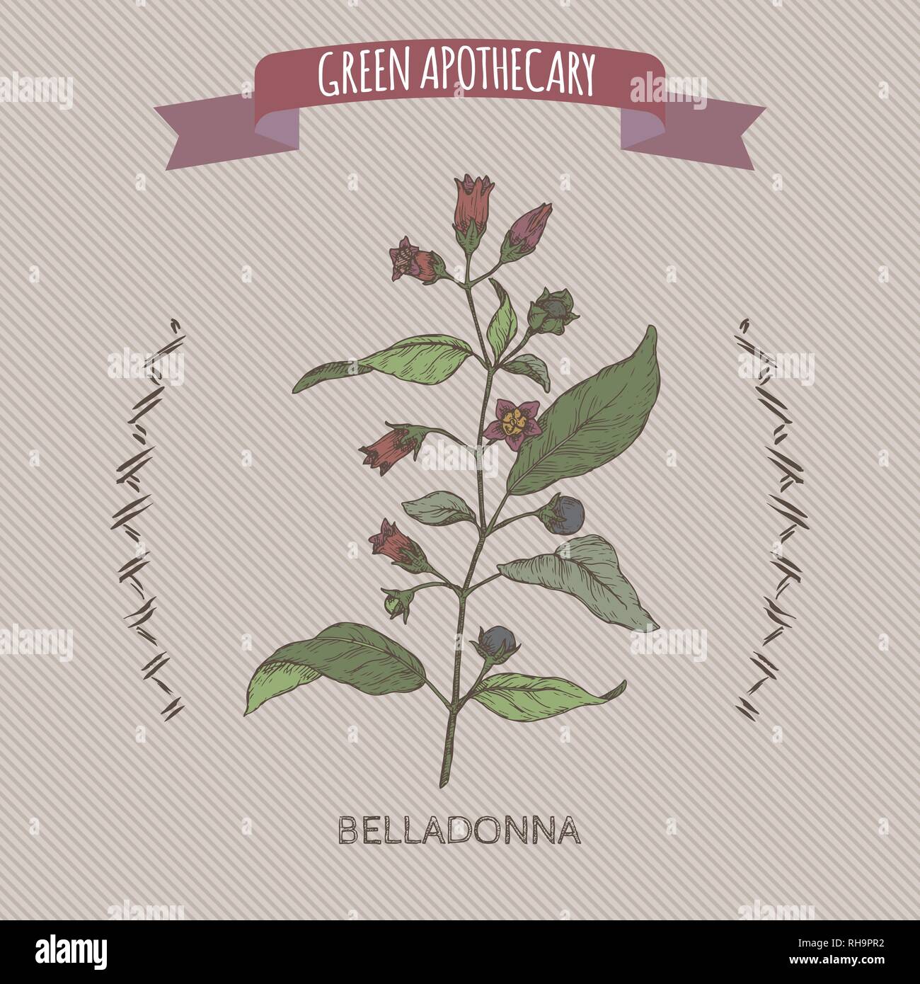 Atropa belladonna aka belladonna o mortale Nightshade schizzo a colori. Green speziale serie. Illustrazione Vettoriale
