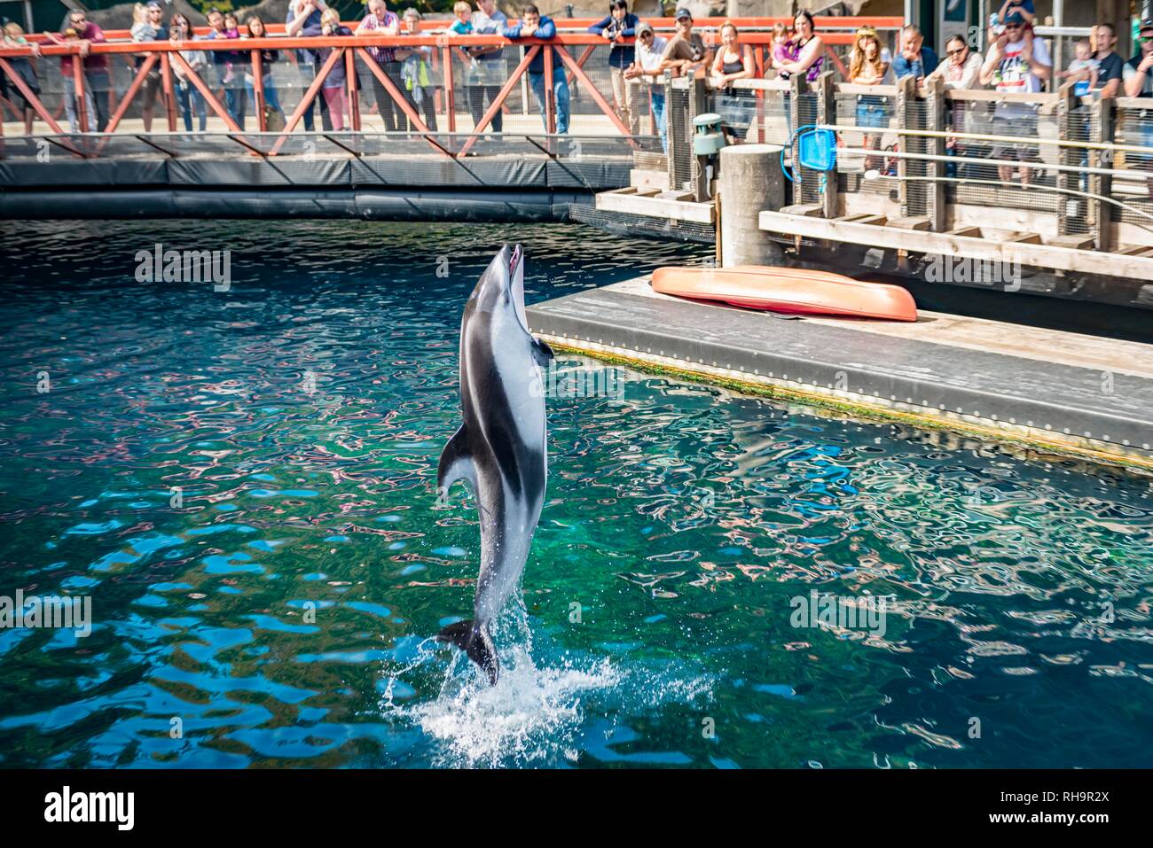 Pacific white-sided dolphin (Lagenorhynchus obliquidens) salta fuori dell'acqua a uno spettacolo di delfini, Aquarium di Vancouver a Stanley Foto Stock