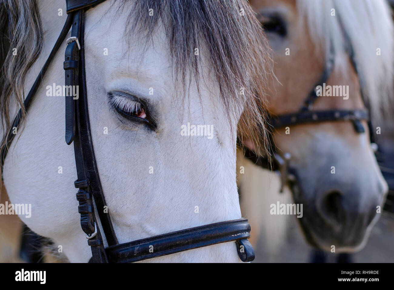 Occhio e Muso del cavallo bianco. Ritratto di cavallo con tipo e aspetto triste, con briglia. Animali dettaglio. Close-up. Foto Stock