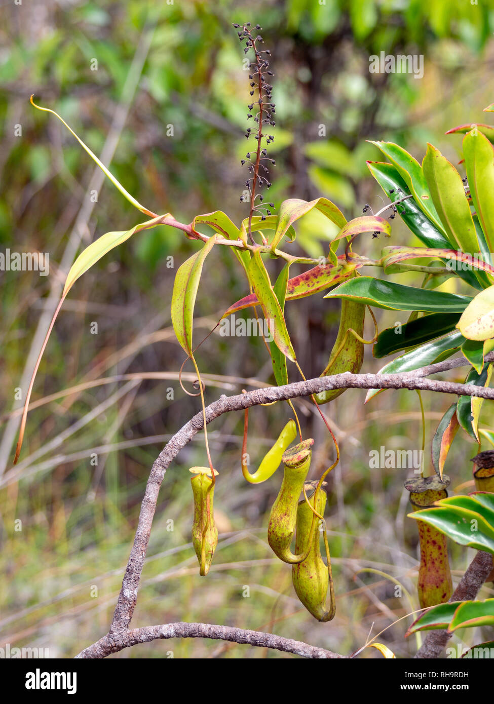 Pianta brocca (Nepenthes gracilis) Bako National Park, Borneo Foto Stock