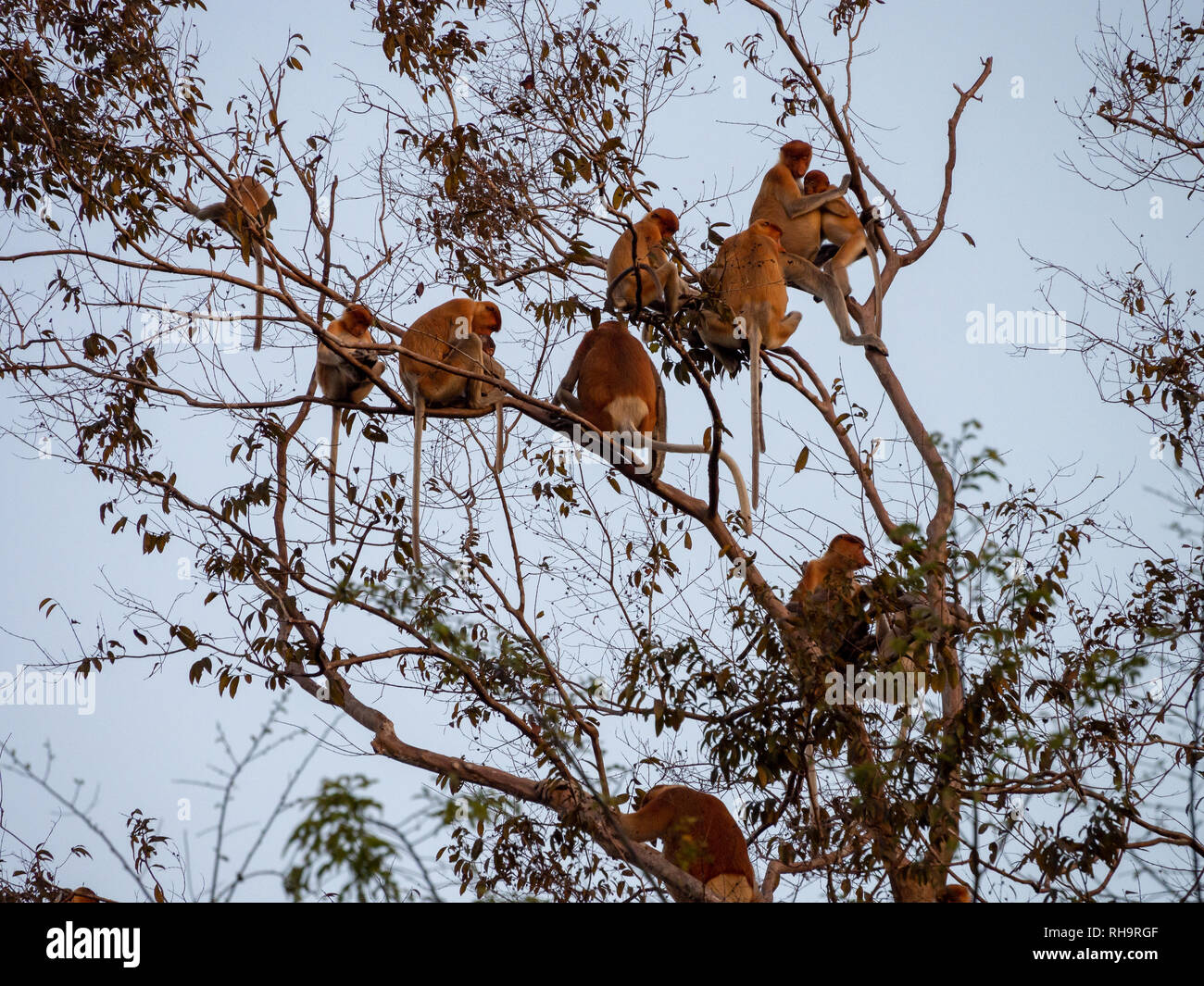 Gruppo di elemento a proboscide scimmie raccolte nella tettoia per la notte in Kinabatangan Wildlife Sanctuary, Sabah Borneo, Malaysia Foto Stock