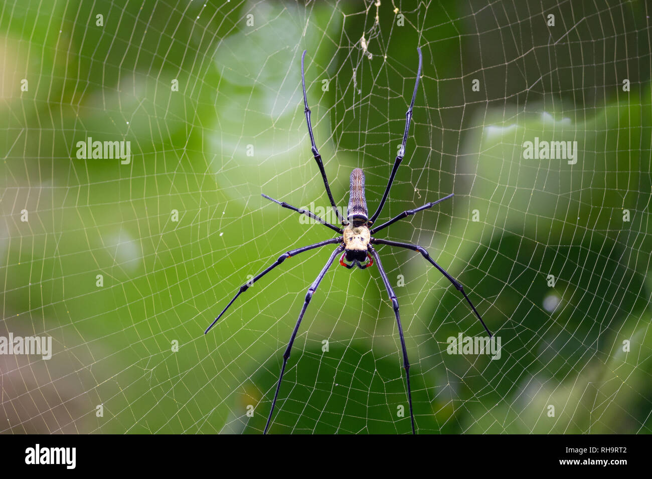 Gigantesco ragno di legno (Nephila pilipes), sulla collina Penang, Malaysia Foto Stock