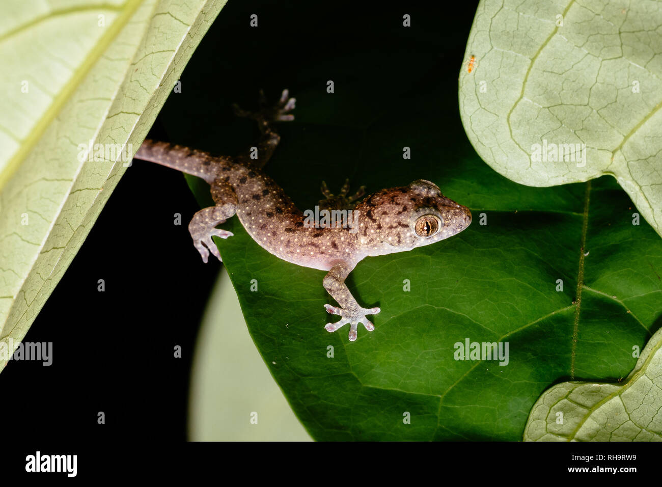 Avvistato House Gecko (Gekko monarchus) in Taman Negara national park, Malaysia Foto Stock