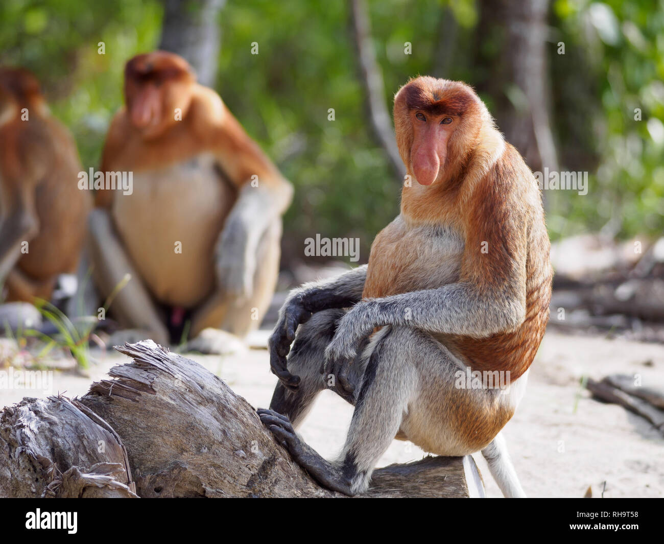 Proboscide scimmie (Nasalis larvatus) seduto sulla spiaggia in Bako National Park, Stati di Sarawak, nel Borneo, Malaysia Foto Stock