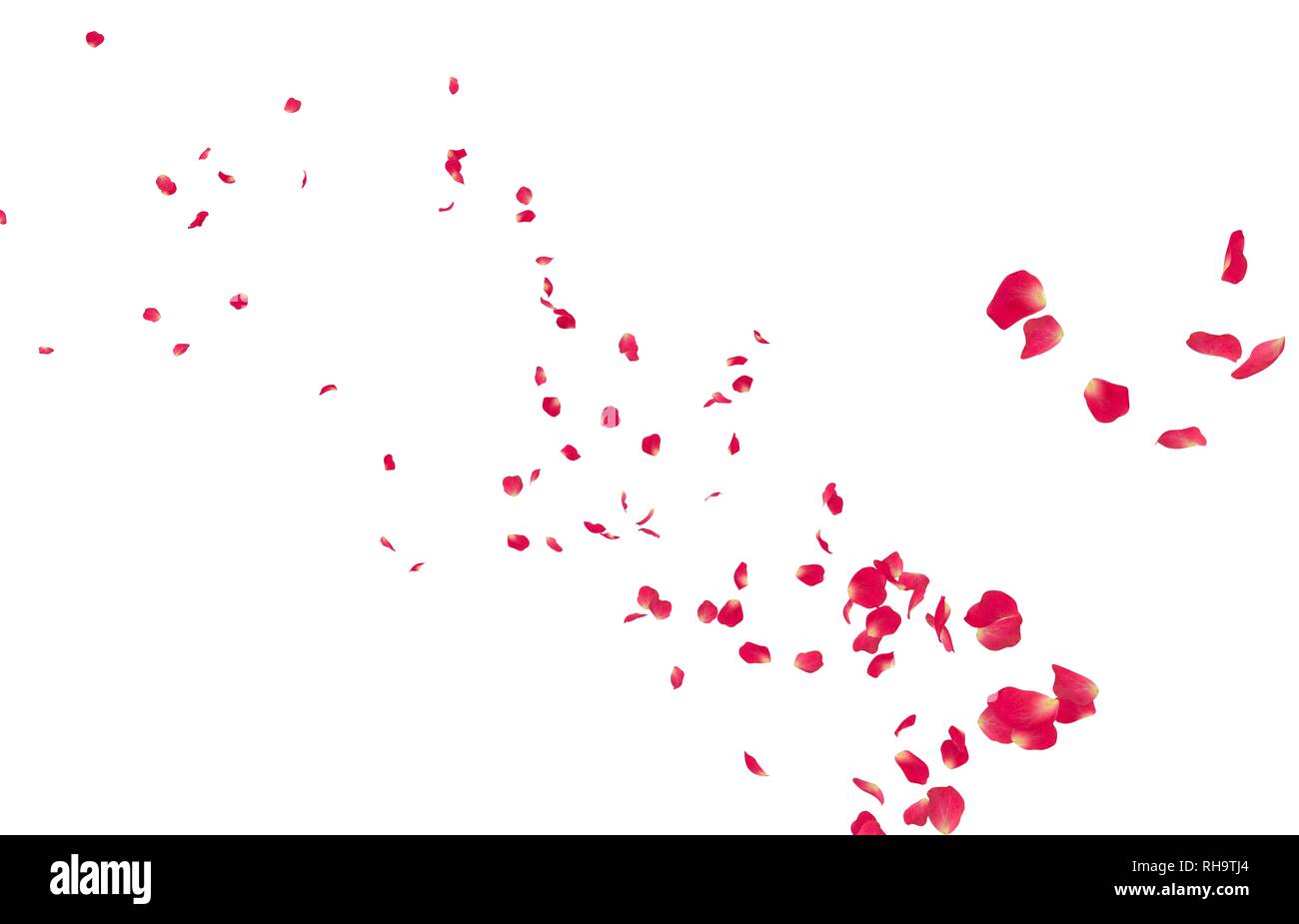 Red petali di rosa volare in distanza. Isolato sfondo bianco Foto Stock