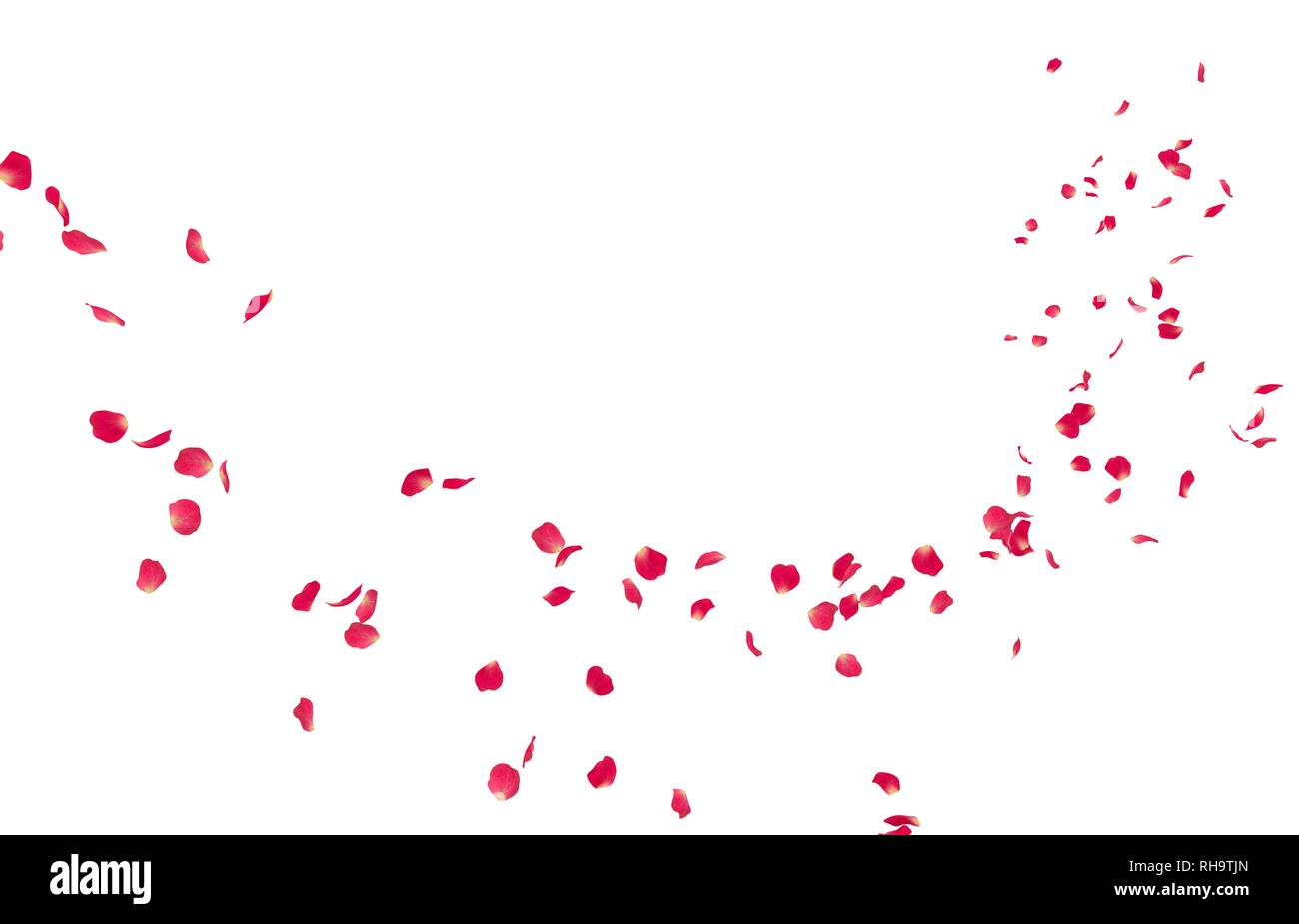 Red petali di rosa volare in distanza. Isolato sfondo bianco Foto Stock