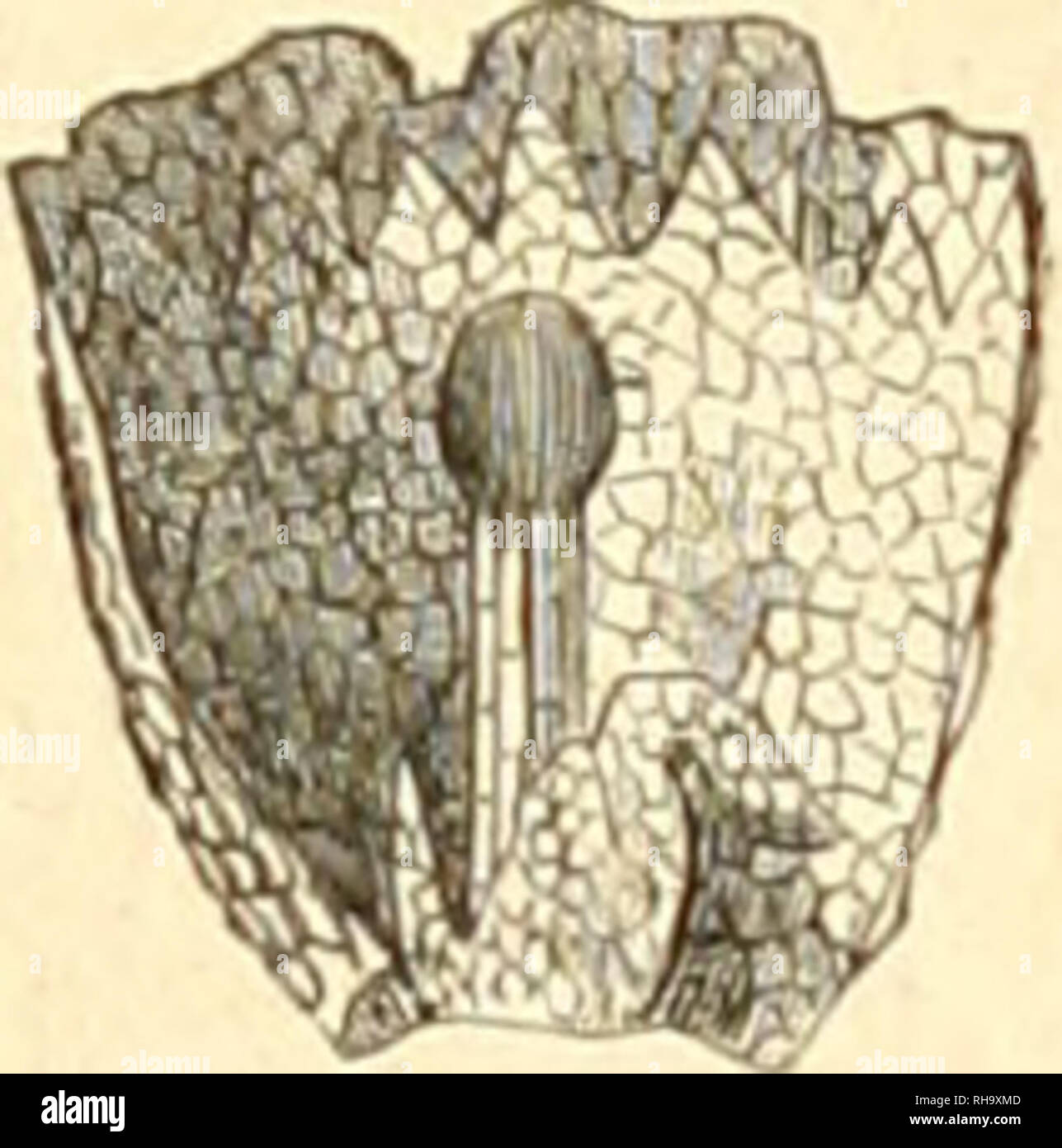 . Botanique cryptogamique, ou Histoire des familles naturelles des plantes infrieures. 640. SphÅrocarpus !<â. VI. 642. r.iccia emlicliolonn. 645. Scalaris Alicuhria. B44. Sai'coscyphus Ãhrhartii IndÃ©pendamment du sporange et de l'Ã©pigone qui sont les parti essentielles de la repro- riduzione des HÃ©patiques, et dont l'ensemble costituiscono ce qu'on appelle archÃ©andato, il existe aussi parfois onu autre sac celluleux qui busta l'Ã©pigone, comme Celui-ci busta le sporange. Ce nouveau sac, c'est le pí©rigone. Le dÃ©veloppement du pí©rigone est tout autre que relui de l'Ã©pigone. Au lieu d Foto Stock