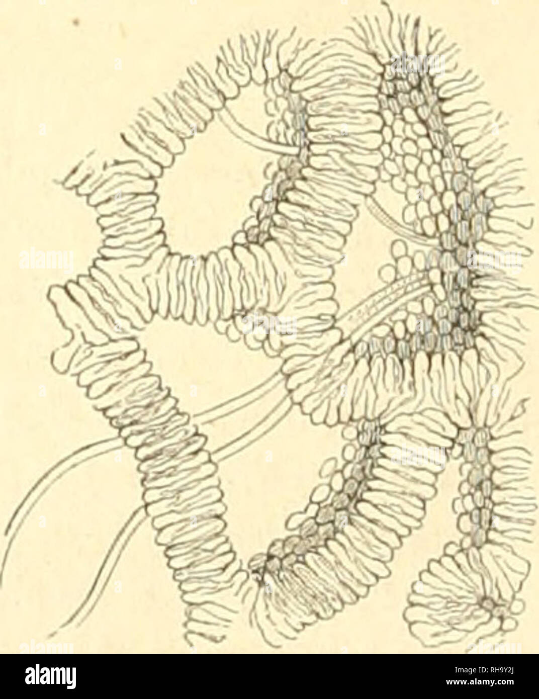 . Botanique cryptogamique, ou Histoire des familles naturelles des plantes infrieures. . ",17. Lycoperdon ccpÅfoi me. Â" lorsque les sclerodermia sonl trí¨s-jeunes, leur peridio et la sostanza qu'il renferme ne se distinguent punto l'ONU de l'autre ; ils forment ensemble une masse blanche, homogÃ¨ne, charnue, dans laquelli ne voit, pour ainsi orrendo, que des filamenti ampia, rameux, (loi- sonnÃ©s el disposÃ©s sans ordre apparente. Au Centre du Champignon, de petits espaces irrÃ©gu- liÃ¨rement arrondis et plus diaphanes que les parti qui les entourent, forment onu rÃ©seau d'autant plus mani Foto Stock