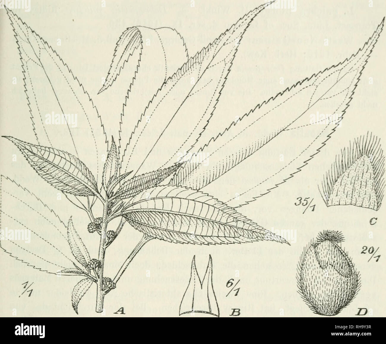 . Botanische Jahrbcher fr Systematik, Pflanzengeschichte und Pflanzengeographie. Piante. Ho[.. Winkler, Die Urticaceen Papuasiens, 605 ovaio fere omnino amplcctens, 5-lobum, valdc strigosi-pilosiim. Nucula parte libera strigosi-pilosa, antice evidenter limbata. Obere Internoilien 3- -i-20 mm lang. Blätter 5-lo cm lang, 2-2,5 cm breit, 4 - 25 mm lang gestielt. Nebenblätter 2 -;&LT; rnrn lang. Blütenköjifchen 2 mm Durch im- messer, 3-5 mm lang gestielt. Nordüstl. Neu-Guinea: Ohne näheren Standort (Zippel).. Flg. 15. Lcucosyke rhodopleura (Beato) H. Winkl. Un Oberer Teil der Pflanze, B Neben- blatt, Foto Stock