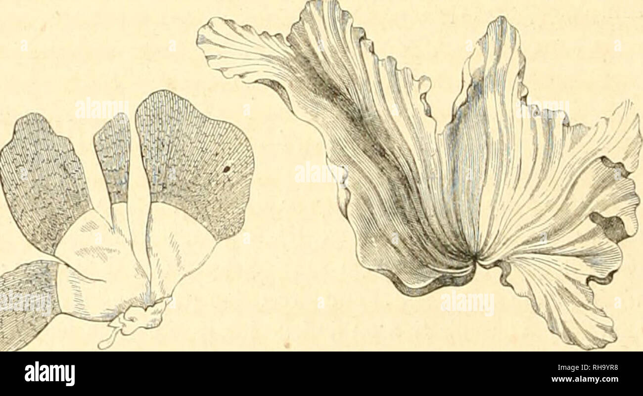 . Botanique cryptogamique, ou Histoire des familles naturelles des plantes infrieures. &Lt;f. 74. Zonarin plantaginea. o. Marlrnsia elegans. l Iva iiinliilicul.Ho Leur struttura intÃ©rieure est entiÃ¨rement celluleuse. seulement la forme des utricules est variÃ extrÃªmement©e ; il n'y a aucune trace de vaisseaux, et par suite aucune trace de circuiti- lazione. L'absorption des liquides se fait par les parti immÃ©diatement en contatto avec l'eau et ne va pas au delÃ . L'expÃ©rience de chaque jour le dÃ©montre Lorsque, par une circonstance particuliÃ¨re, l'extrÃ©mitÃ© supÃ©rieure d'une Algue est sou Foto Stock