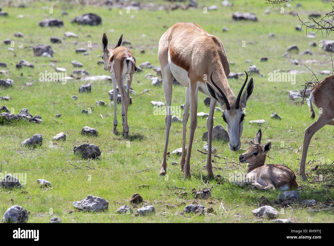 Springbok - Antidorcas marsupialis - La madre lo sniffing baby in Etosha. Foto Stock