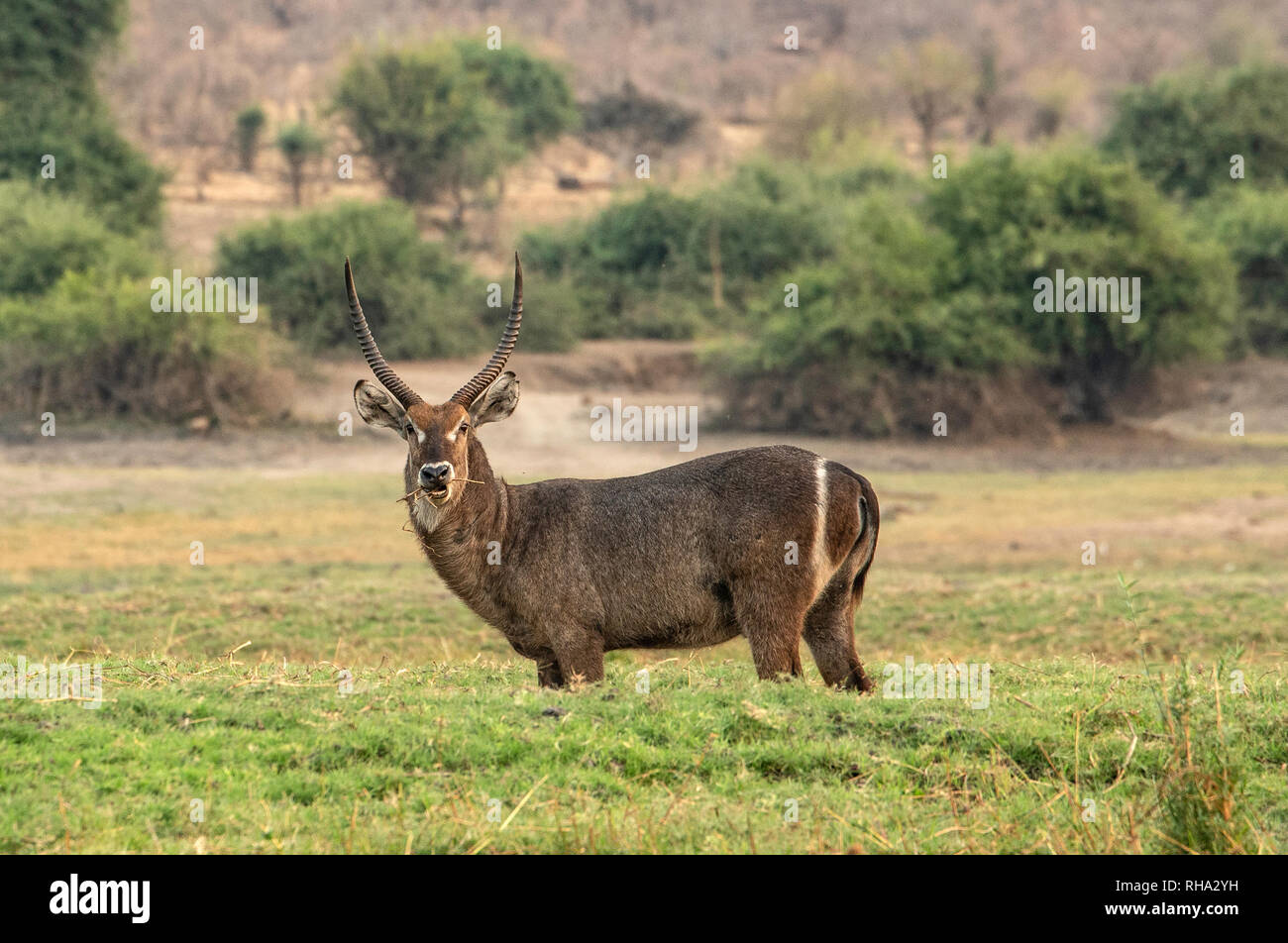 Un grande, waterbuck maschio (Kobus ellipsiprymnus) masticare un ramoscello sulle rive del fiume Chobe. Foto Stock