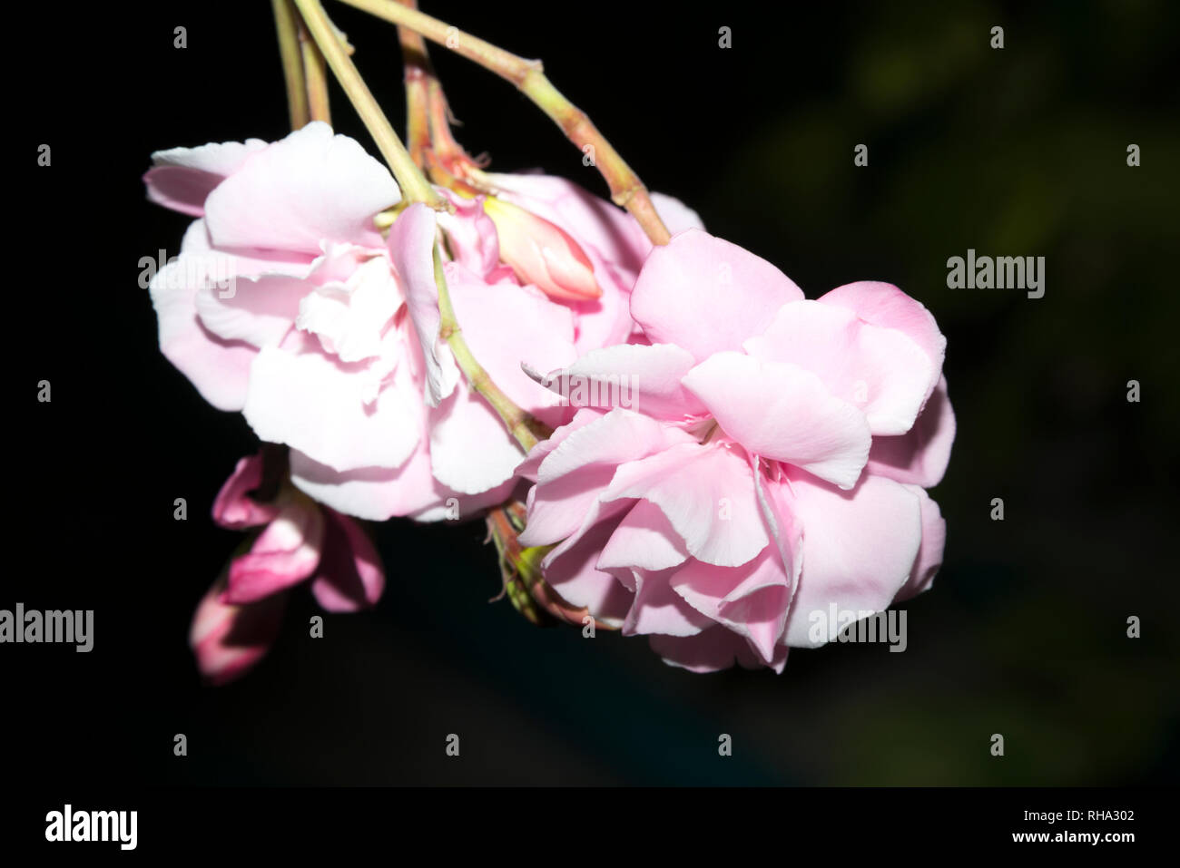 Oleandro (Nerium oleander) Foto Stock