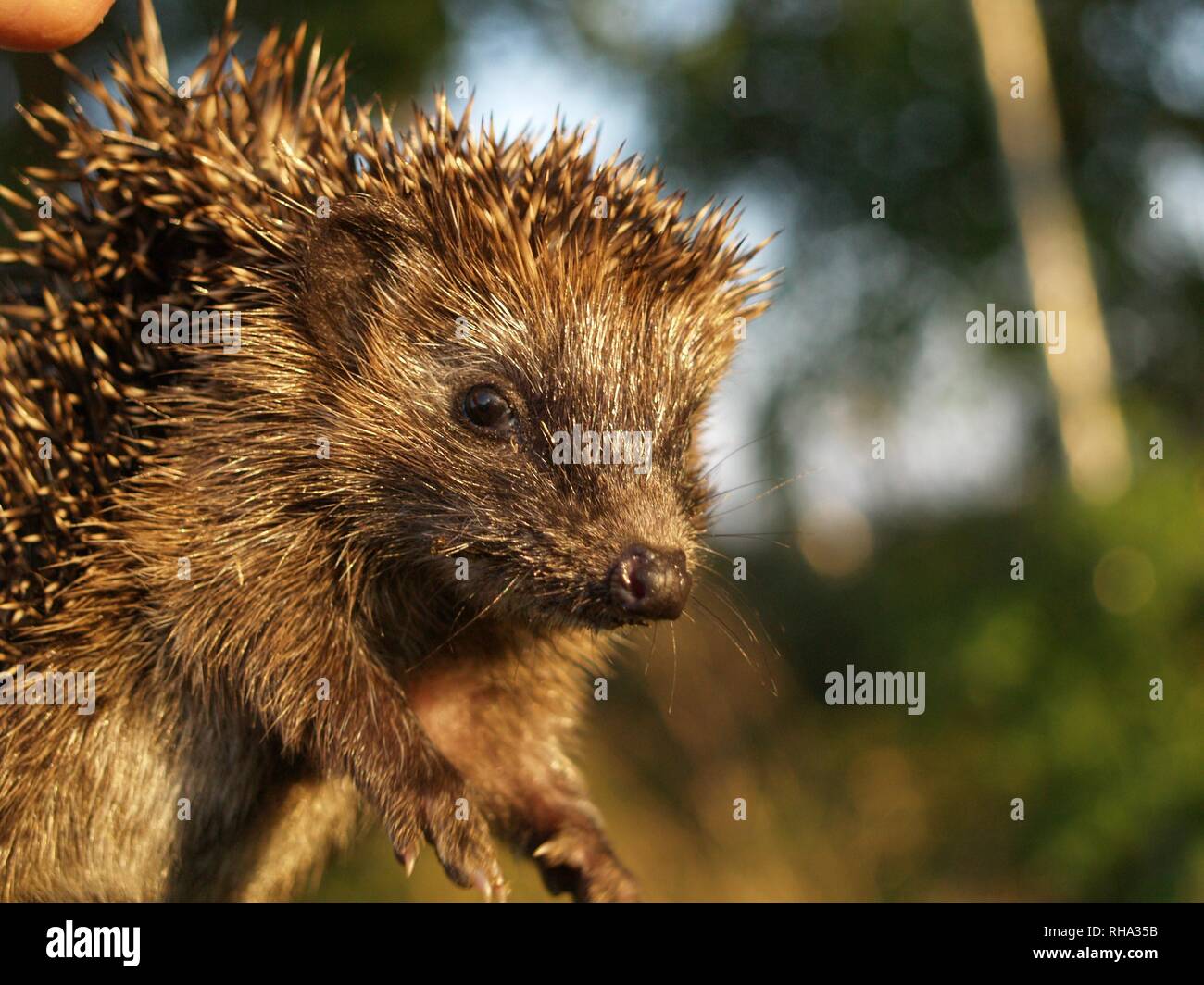 Giovani Riccio in estate Foto Stock