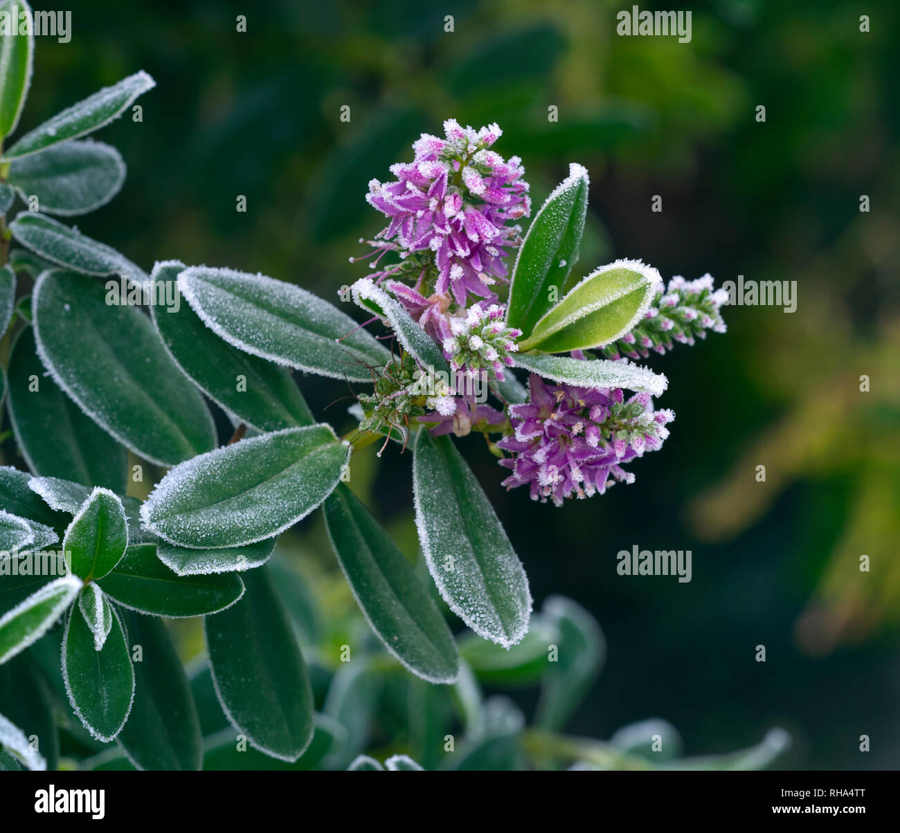Hebe speciosa fioritura in pieno inverno con la brina Foto Stock