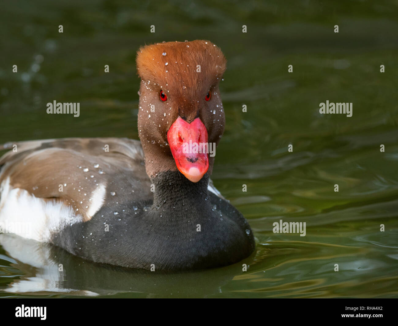 Rosso-crested pochard netta rufina Foto Stock