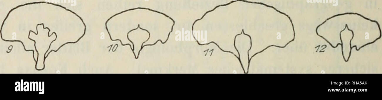 . Botanische Jahrbcher fr Systematik, Pflanzengeschichte und Pflanzengeographie. Piante. '(S&amp;ö) /Q O ($^&GT; O q Fig. 3. Deckschuppe und Placentarschuppe von Abies-Arten (i/o nat. Gr.): 1. Web- biana Lindl., 2. Delavayii Franch., 3. recnrvata montante., 4. Fargesii Franch., 5. firma S. et Z., 6. squamati montante., 7. Veitchii Carr., 8. sachalinensis montante., 9. Montante Mariesii., 10. sibirica Ledeb., -11. holophylla Maxim., 12. sibirica var. nephrolepis (Maxim) Trautv. - Blätter (etwa 20 fach vergr.): 1. Webbiana Lindl., 2. Delavayii Franch., 3. firma S. et Z., 4. sibirica Ledeb., 5. Veitchii Carr., Foto Stock